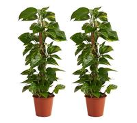 Bloomique - Lot de 2 - Epipremnum Aureum - Avec tige en mousse - Lierre dragon - Plantes grimpantes - Plantes d'intérieur - Purificateur d'air - 70-90 cm de haut - Pot 19 cm