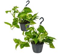 Bloomique - Lot de 2 Epipremnum Aureum - Lierre du Diable - Plantes Suspendues - Aussi adaptées comme plantes grimpantes - Plantes d’intérieur - Dépolluantes - Hauteur 20-30 cm - Pot 15 cm