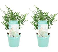 Bloomique – Lot de 2 – Eucalyptus Gunnii Azura – Eucalyptus – Plantes de jardin – Rustique – 30-50 cm de haut – Pot 15 cm