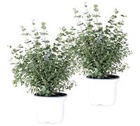 Bloomique - Lot de 2 - Eucalyptus gunnii - Gommier - Arbuste - Persistant - 40-50 cm