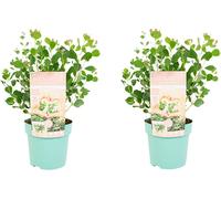 Bloomique - Lot de 2 - Eucalyptus Websteriana - Plante d'Eucalyptus - Plantes de Jardin - Rustique - ⌀15 cm - 35-45 cm