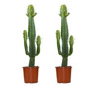 Bloomique - Lot de 2 - Euphorbia Acrurensis - Euphorbe - Cactus - Plantes d'intérieur - Facile d'entretien - 60-70 cm de haut - Pot 17 cm