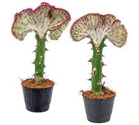 Bloomique - Lot de 2 - Euphorbia Lactea Cristata - Plante Cactus - Plantes d’intérieur - Dépolluantes - Sans danger pour les animaux - Facile d’entretien - 20-30 cm de haut - Pot 11 cm
