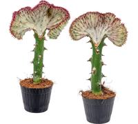 Bloomique - Lot de 2 - Euphorbia Lactea Cristata - Plante Cactus - Plantes d’intérieur - Dépolluantes - Sans danger pour les animaux - Facile d’entretien - 20-30 cm de haut - Pot 11 cm