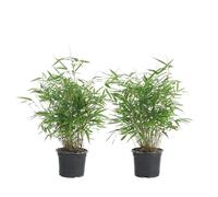 Bloomique - Lot de 2 - Fargesia Rufa - Bambou - Non traçant - Rustique - Persistant - Plantes de jardin - Hauteur 40-60 cm - Pot 17 cm