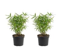 Bloomique - Lot de 2 - Fargesia Rufa - Plante bambou - Non envahissante - Rustique - Persistante - Plante de Jardin - Hauteur 20-40 cm - Pot 14 cm