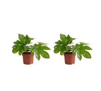 Bloomique - Lot de 2 - Fatsia Japonica - Plante à doigts - Plantes d'intérieur - Plantes de jardin - Purifiantes - Résistantes à l'hiver - Hauteur 20-30 cm - Pot 12 cm