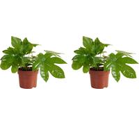 Bloomique - Lot de 2 - Fatsia Japonica - Plante à doigts - Plantes d'intérieur - Plantes de jardin - Purifiantes - Résistantes à l'hiver - Hauteur 20-30 cm - Pot 12 cm