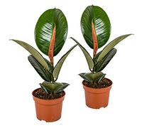 Bloomique - Lot de 2 - Ficus Elastica Robusta - Caoutchouc - Plante d’intérieur - Dépolluante - Très Facile à Entretenir - 30-40 cm de Haut - Pot 12 cm