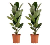 Bloomique - Lot de 2 - Ficus Elastica Robusta - Hévéa - Plante à caoutchouc - Plantes d'intérieur - Purificateur d'air - Très facile d'entretien - Hauteur 80-100 cm - Pot 21 cm