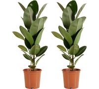 Bloomique - Lot de 2 - Ficus Elastica Robusta - Hévéa - Plante à caoutchouc - Plantes d'intérieur - Purificateur d'air - Très facile d'entretien - 80-100 cm de haut - Pot 21 cm