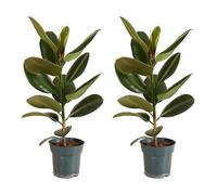 Bloomique - Lot de 2 - Ficus Elastica Robusta - Hévéa - Plante à caoutchouc - Plantes d'intérieur - Purificateur d'air - Très facile d'entretien - Hauteur 50-60 cm - Pot 17 cm