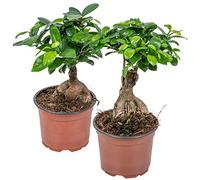 Bloomique - Lot de 2 - Ficus Ginseng - Bonsaï - Plantes d’intérieur - Dépolluante - Facile d’entretien - Hauteur 20-30 cm - Pot 12 cm