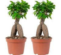 Bloomique - Lot de 2 - Ficus Ginseng - Bonsaïs - Plantes d’intérieur - Dépolluantes - Faciles d’entretien - 25-35 cm de haut - Pot 15 cm