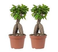 Bloomique - Lot de 2 - Ficus Ginseng - Bonsaïs - Plantes d’intérieur - Dépolluantes - Faciles d’entretien - 25-35 cm de haut - Pot 15 cm