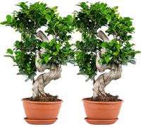 Bloomique - Lot de 2 - Ficus Ginseng - Forme en S - Bonsaï - Plantes d’intérieur - Dépolluante - Facile d’entretien - Hauteur 30-40 cm - Pot 17 cm