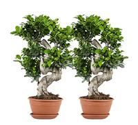 Bloomique - Lot de 2 - Ficus Ginseng - Forme en S - Bonsaï - Plantes d’intérieur - Dépolluante - Facile d’entretien - Hauteur 30-40 cm - Pot 17 cm