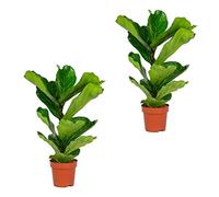 Bloomique - Lot de 2 - Ficus Lyrata - Figuier lyre - Plantes d’intérieur - Dépolluantes - Faciles d’entretien - 50-60 cm de haut - Pot 17 cm