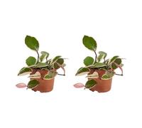 Bloomique - Lot de 2 - Flamant Hoya - Fleur de cire - Plante suspendue - Plantes d'intérieur - Facile d'entretien - 15-20 cm de haut - Pot 12 cm