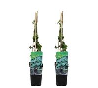 Bloomique - Lot de 2 - Hedera Hibernica - Lierre à grandes feuilles - Persistant - Plantes grimpantes - Plantes de jardin - Rustiques - Pot 15cm - 70-80cm de Haut