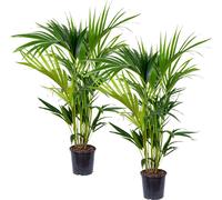 Bloomique - Lot de 2 - Howea Forsteriana - Palmier Kentia - Plantes d’intérieur - Dépolluante - Pet Friendly - 80-100 cm de Haut - Pot 19 cm