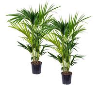 Bloomique - Lot de 2 - Howea Forsteriana - Palmier Kentia - Plantes d’intérieur - Dépolluante - Sans danger pour les animaux - Hauteur 80-100 cm - Pot 19 cm
