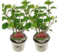 Bloomique - Lot de 2 - Hydrangea Pink Annabelle - Hortensia - Rose - Plantes de jardin - Résistante au gel - 40-50 cm de haut - Pot 19 cm