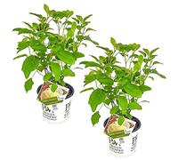 Bloomique - Lot de 2 - Hydrangea Strong Annabelle - Hortensia - Blanc - Plantes de jardin - Résistante au gel - 40-50 cm de haut - Pot 19 cm