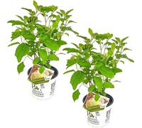 Bloomique - Lot de 2 - Hydrangea Strong Annabelle - Hortensia - Blanc - Plantes de jardin - Résistante au gel - 40-50 cm de haut - Pot 19 cm