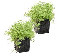 Bloomique - Lot de 2 - Hydrocotyle Variegata - Hydrocotyle panachée - Plantes de bassin - Plantes aquatiques - Rustique - Hauteur 10-20 cm - Pot 11 cm