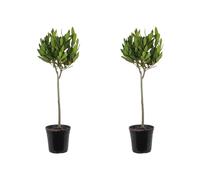 Bloomique - Lot de 2 - Laurus Nobilis - Laurier sur tige - Plantes de jardin - Rustique - 80-100 cm de haut - Pot 21 cm