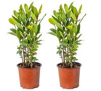 Bloomique - Lot de 2 - Laurus Nobilis - Laurier vrai - Plante de laurier - Plantes de jardin - Résistante au gel - 40-50 cm de haut - Pot 15 cm