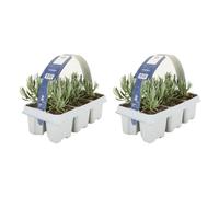 Bloomique - Lot de 2 - Lavandula angustifolia 'White' - Lavande blanche - Rustique - Parfumée - Pour balcon et jardin - Hauteur 10-20 cm - Motte 6 cm