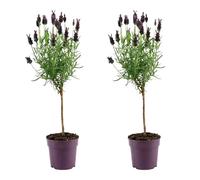Bloomique - Lot de 2 - Lavandula Stoechas Anouk - Lavande Papillon sur Tige - Rustique - Plante balcon - Plante jardin - Parfumée - Hauteur 20-30 cm - Pot 12 cm