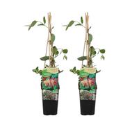Bloomique - Lot de 2 - Lonicera Heckrottii Goldflame - Chèvrefeuille - Rouge, Jaune - Plantes grimpantes - Plantes de jardin - Rustiques - Pot 15cm - Hauteur 70-80 cm