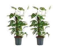 Bloomique - Lot de 2 - Monstera Adansonii avec Bâton de Mousse - Feuille de Singe - Plantes d'intérieur - Purifiant l'air - Facile d'entretien - 70-80 cm de Haut - Pot 17 cm
