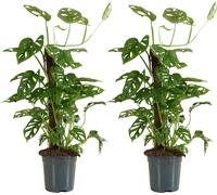 Bloomique - Lot de 2 - Monstera Adansonii avec Bâton de Mousse - Feuille de Singe - Plantes d'intérieur - Purifiant l'air - Facile d'entretien - 70-80 cm de Haut - Pot 17 cm