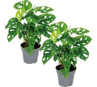 Bloomique - Lot de 2 - Monstera Adansonii - Monkey Leaf - Plante grimpante - Dépolluante - Hauteur 20-30 cm - Pot 12 cm