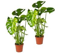 Bloomique - Lot de 2 - Monstera Deliciosa - Monstera - Dépolluante - Facile à entretenir - Hauteur 50-60 cm - Pot 17 cm