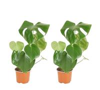 Bloomique - Lot de 2 - Monstera Deliciosa - Plante-gruyère - Plante d'intérieur - Facile d'entretien - Purificatrice d'air - Hauteur 30-40 cm - Pot 12 cm