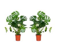Bloomique - Lot de 2 - Monstera Deliciosa - Plante-gruyère - Plante d'intérieur - Facile d'entretien - Purificatrice d'air - Hauteur 70-80 cm - Pot 21 cm
