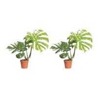 Bloomique - Lot de 2 - Monstera Deliciosa Thai Constellation - Feuille de fenêtre - Plante d'intérieur - Feuilles multicolores - Convient également comme plante grimpante - Entretien facile - Hauteur