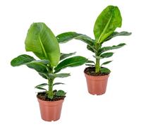 Bloomique - Lot de 2 - Musa Dwarf Cavendish - Bananier d’intérieur - Plantes d’intérieur - Dépolluantes - Sans danger pour les animaux - Hauteur 60-70 cm - Pot 17 cm