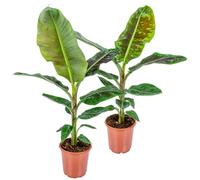 Bloomique - Lot de 2 - Musa Dwarf Cavendish - Bananier d’intérieur - Plantes d’intérieur - Dépolluantes - Sans danger pour les animaux - Hauteur 80-100 cm - Pot 21 cm