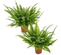 Bloomique - Lot de 2 - Nephrolepis Green Lady - Fougère de Boston - Plante d’intérieur - Dépolluante - Pet Friendly - 20-30 cm de Haut - Pot 12 cm
