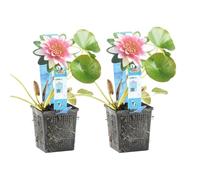 Bloomique - Lot de 2 - Nymphaea Attraction - Nénuphar - Rouge - Plantes de bassin - Plantes aquatiques - Rustique - Hauteur 10-20 cm - Pot 11 cm