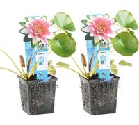 Bloomique - Lot de 2 - Nymphaea Attraction - Nénuphar - Rouge - Plantes de bassin - Plantes aquatiques - Rustique - Hauteur 10-20 cm - Pot 11 cm