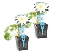 Bloomique - Lot de 2 - Nymphaea Marliacea Albida - Nénuphar - Blanc - Plantes de bassin - Plantes aquatiques - Rustique - Hauteur 10-20 cm - Pot 11 cm
