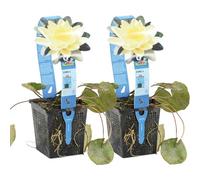 Bloomique - Lot de 2 - Nymphaea Marliacea Chromat - Nénuphar - Jaune - Plantes de bassin - Plantes aquatiques - Rustique - Hauteur 10-20 cm - Pot 11 cm