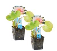 Bloomique - Lot de 2 - Nymphaea Wilfron Gonnere - Nénuphar - Rose - Plantes de bassin - Plantes aquatiques - Rustique - Hauteur 10-20 cm - Pot 11 cm